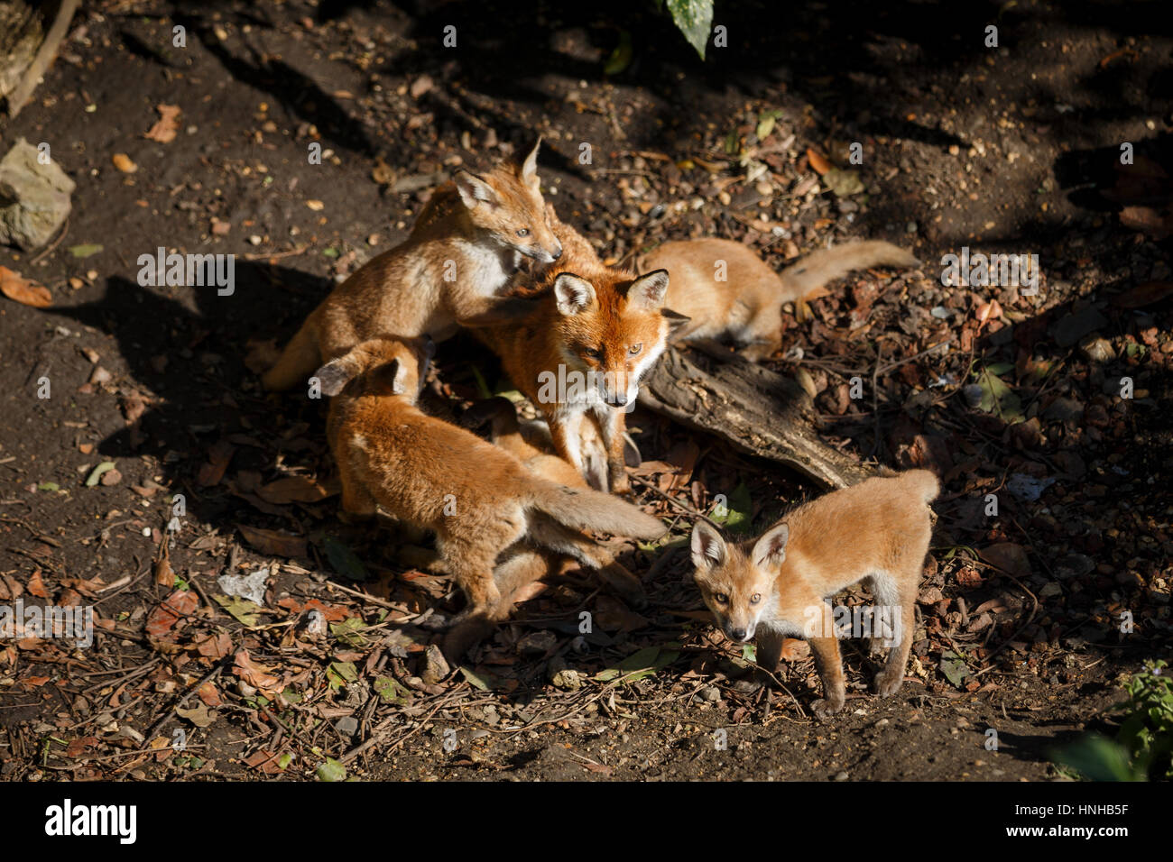 Una hembra de Fox con los cachorros en un jardín urbano Foto de stock