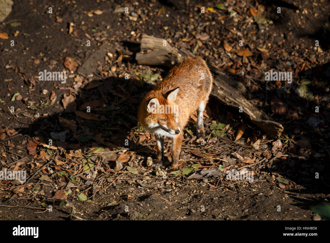 Una hembra de Fox en un jardín urbano Foto de stock