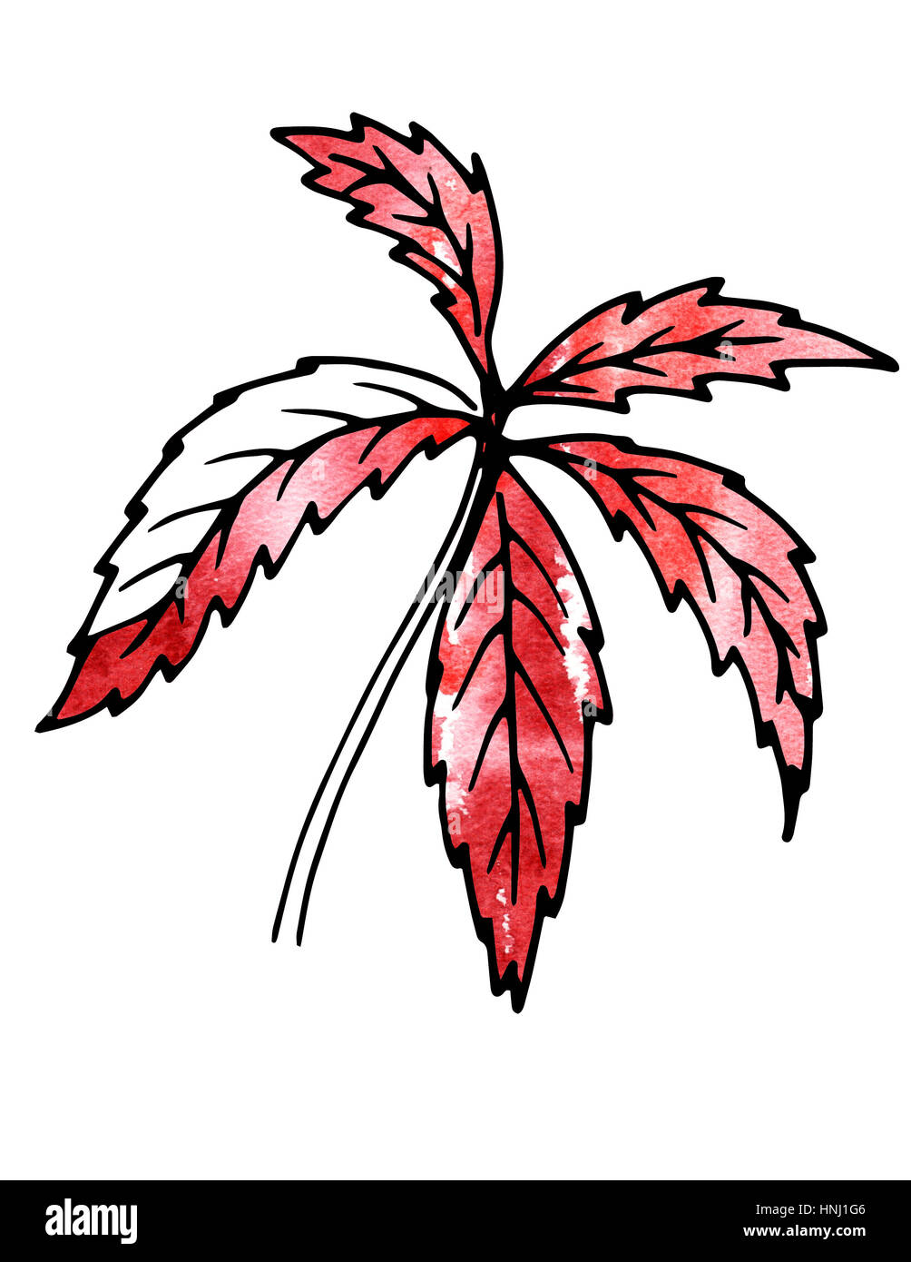 Las hojas de las plantas de color rojo. Dibujo a mano alzada y  procesamiento informático. Para el diseño, la naturaleza, los paisajes,  plantas medicinales, jardines, diseño del paisaje Fotografía de stock -