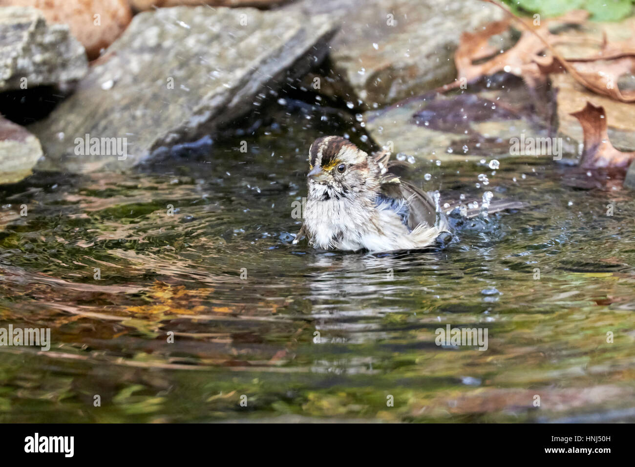 Blanco throated Sparrow Foto de stock