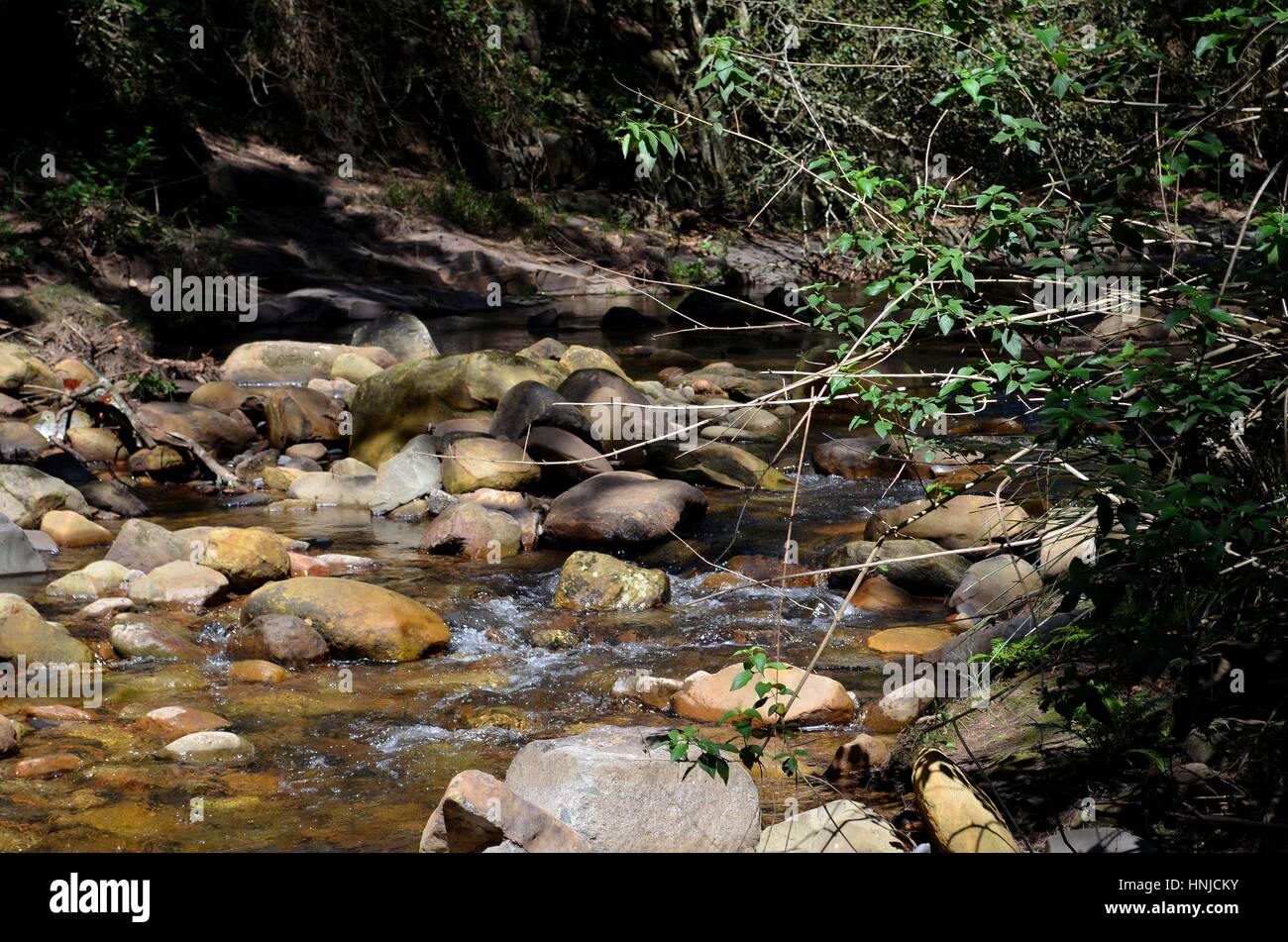 La luz del sol sobre las piedras de los ríos destacando una variedad de tonos y texturas en el bosque australiano en los calurosos días de verano Foto de stock