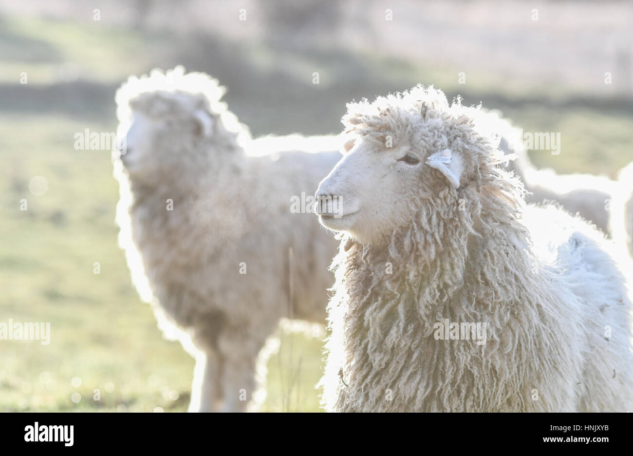 Retroiluminación de ovejas en un campo por el sol de primera hora de la mañana Foto de stock
