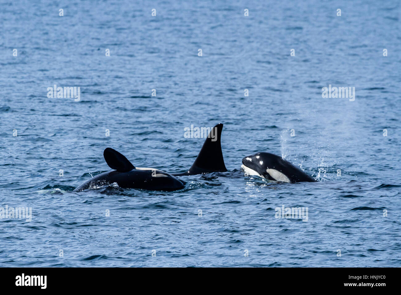 Una Peque A Familia De Tres Ballenas Asesinas Orcas Jugando En Las