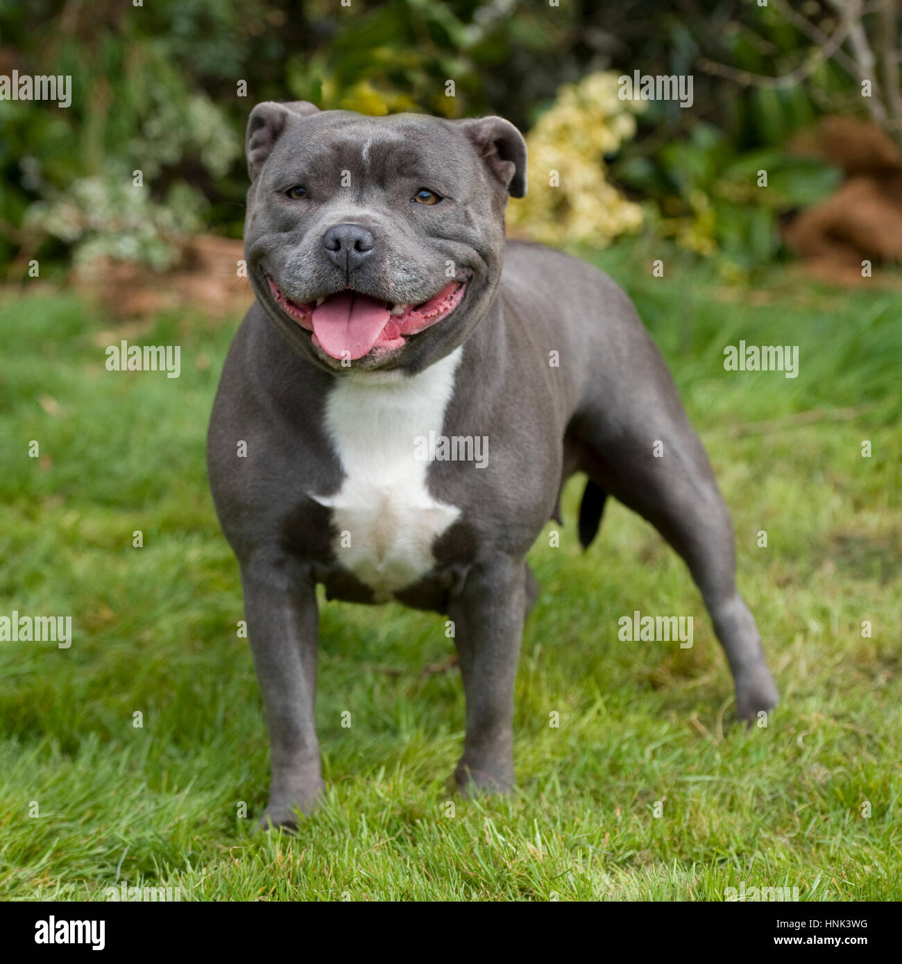 staffy ingles blue