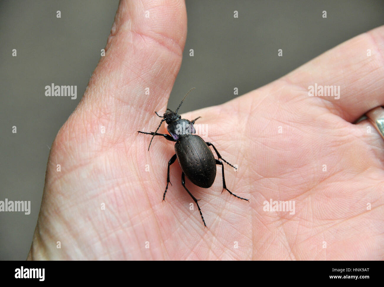 Un escarabajo rastreos de tierra violeta en la mano de una persona Foto de stock