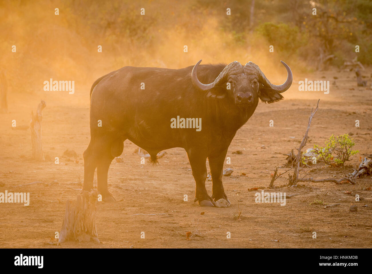 El búfalo africano (Syncerus caffer), el Parque Nacional Kruger, Sudáfrica Foto de stock