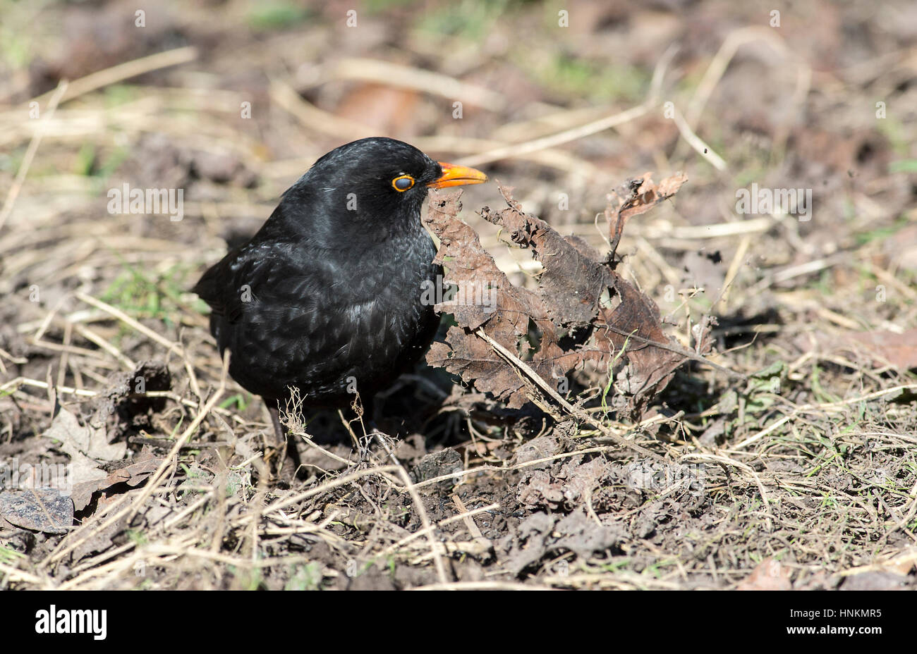 British bird un mirlo Turdus merula buscar alimento entre hojas de invierno en un parque Foto de stock