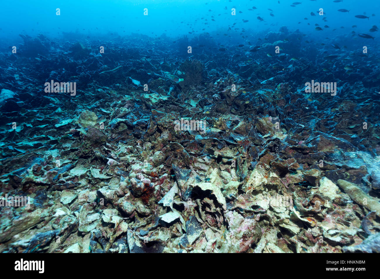 Fenómeno climático El Niño, arrecifes de coral destruidos por el blanqueamiento de corales y estrellas de mar con corona de espinas, el Océano Índico, Maldivas Foto de stock