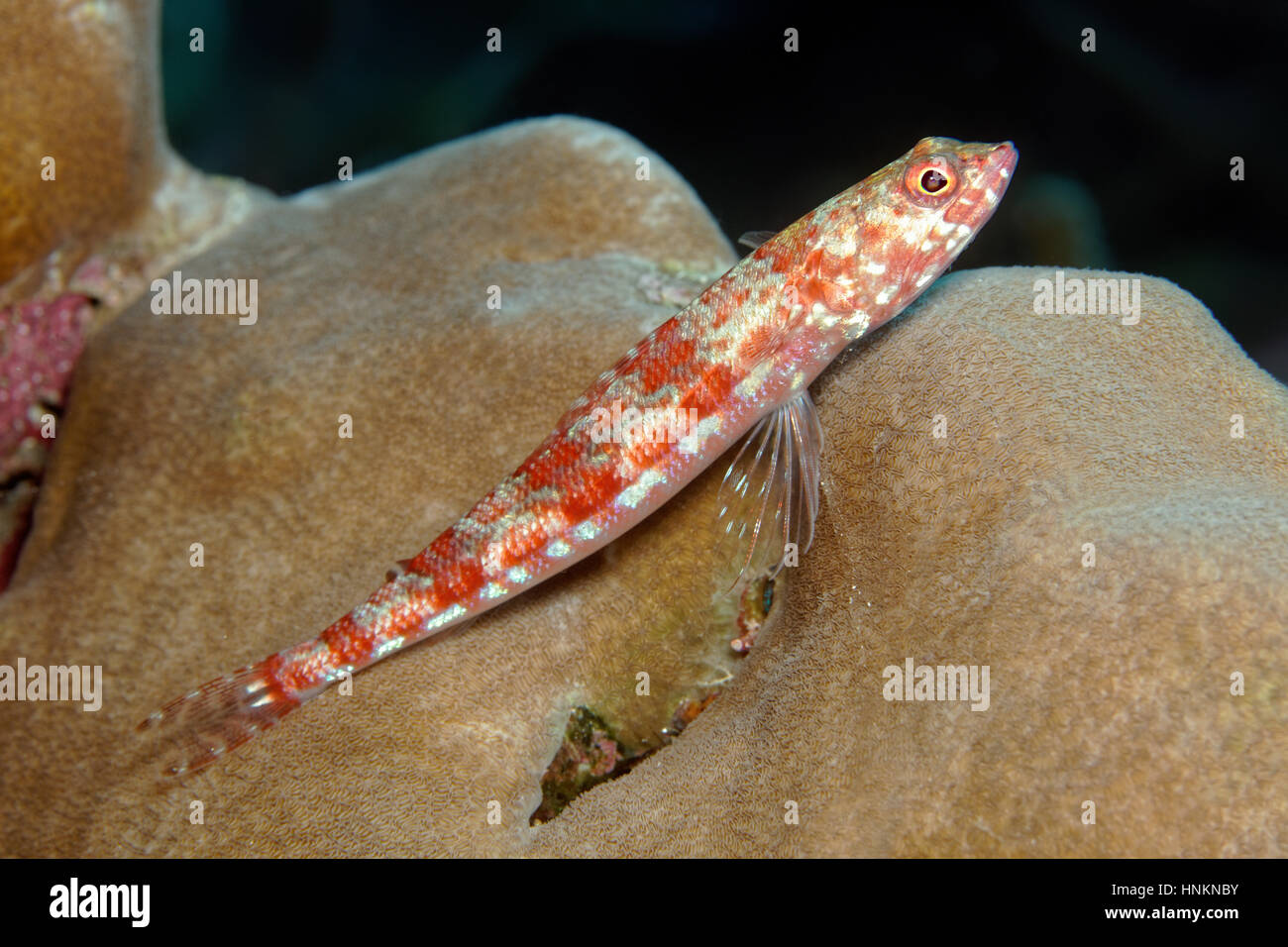 Zamburiña lizardfish (Synodus veriegatus), piedra (CORAL PORITES sp.), el Océano Índico, Maldivas Foto de stock