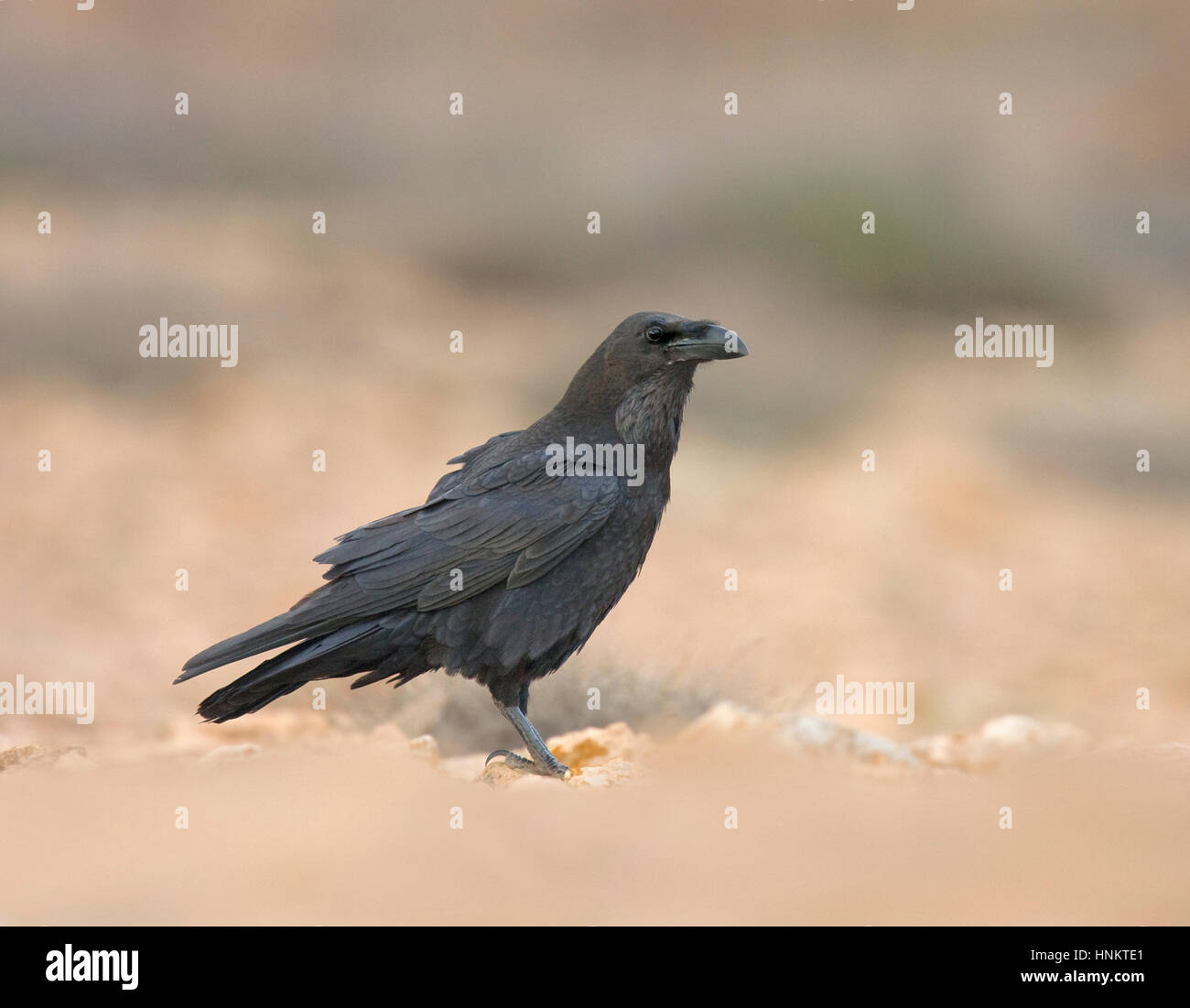 Islas Canarias - Corvus corax tingitanus Raven Foto de stock