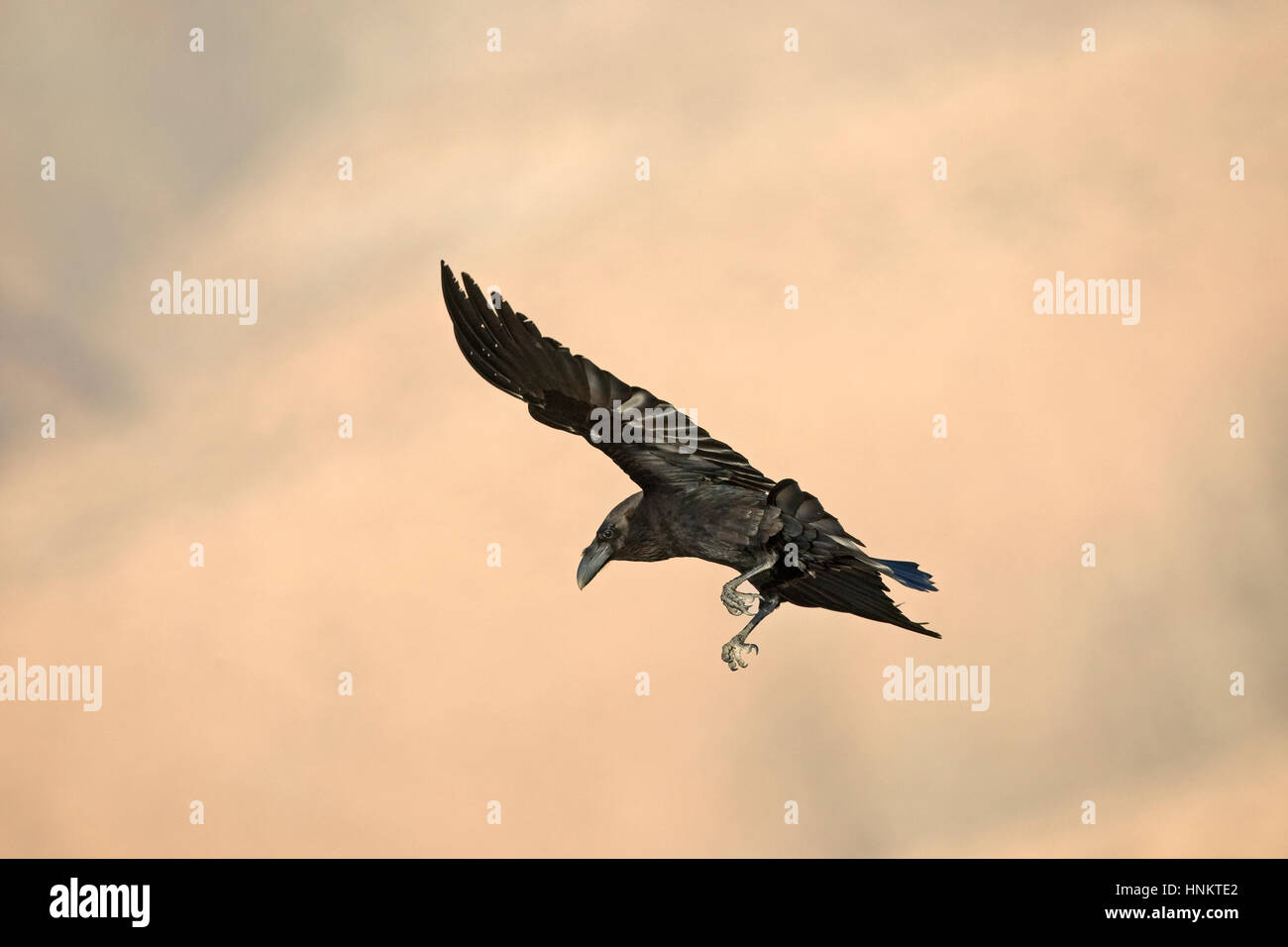 Islas Canarias - Corvus corax tingitanus Raven Foto de stock
