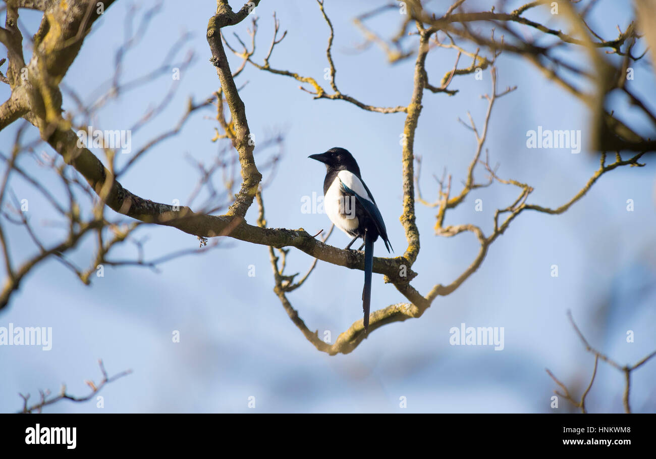 Urraca de aves británica - Pica pica en una rama de un árbol en el parque. Foto de stock