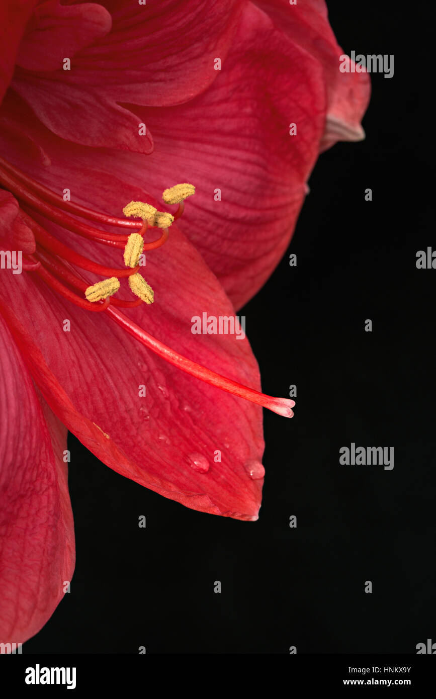 Flor de color rojo vino fotografías e imágenes de alta resolución - Alamy Flor de color rojo vino fotografías e imágenes de alta resolución - Alamy