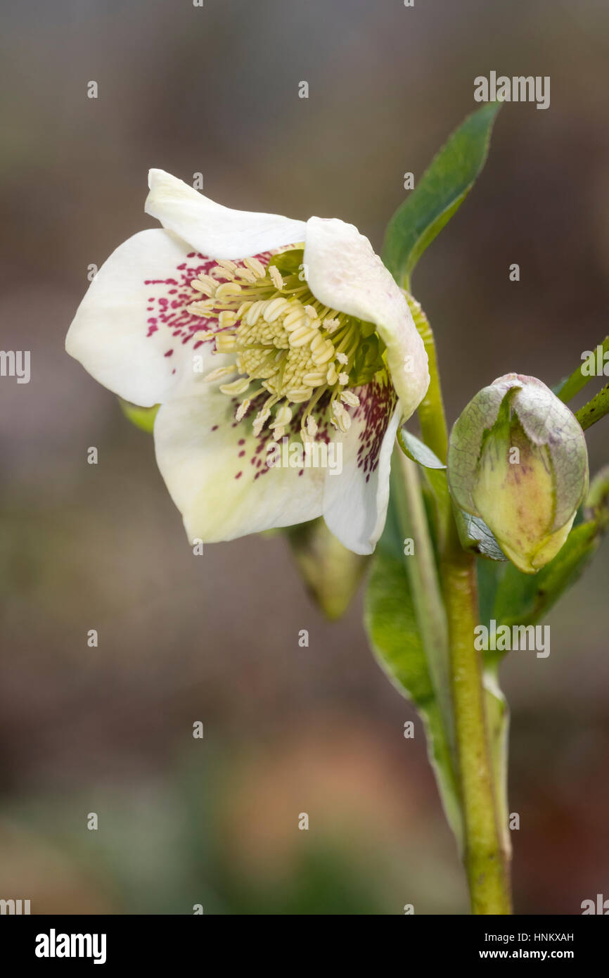 Manchas rojas superponer un pétalo color blanco en un formulario de la rose cuaresmal, Helleborus x hybridus Foto de stock