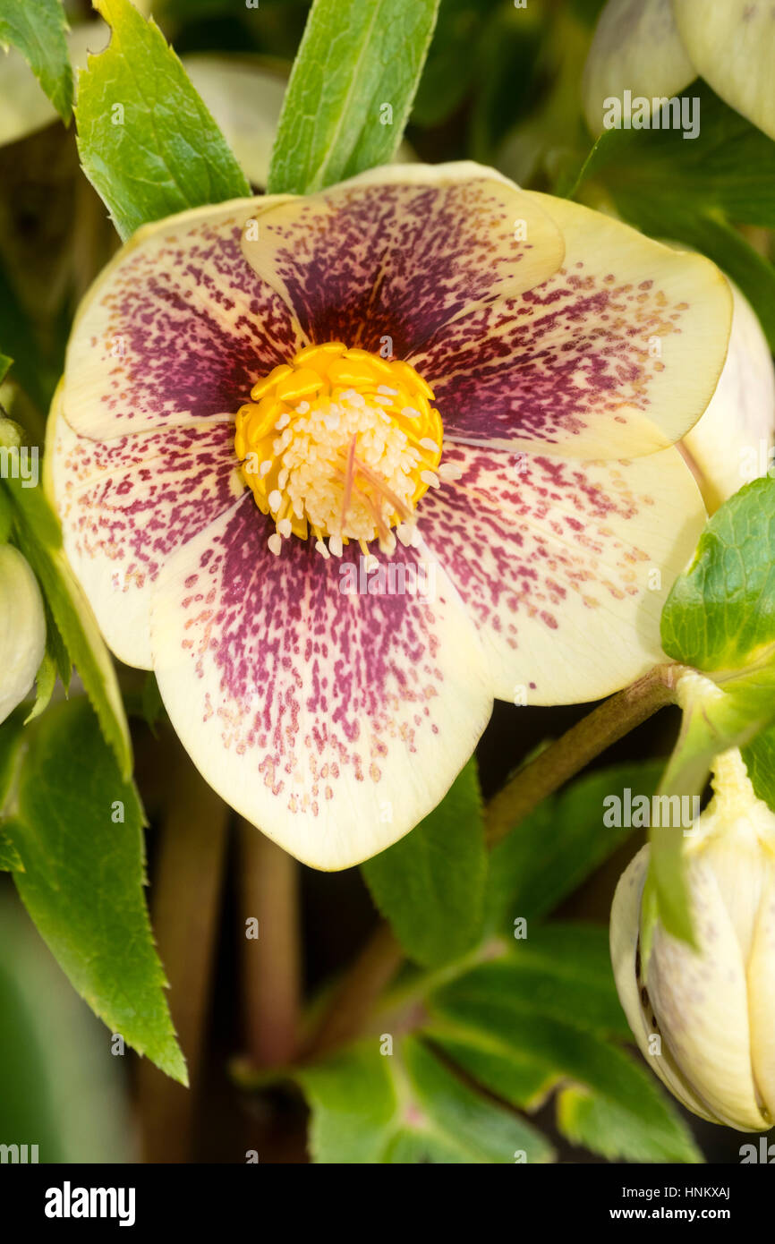 Manchas rojas superponer un pétalo color amarillo pálido en la forma de la rosa cuaresmal, Helleborus x hybridus Foto de stock