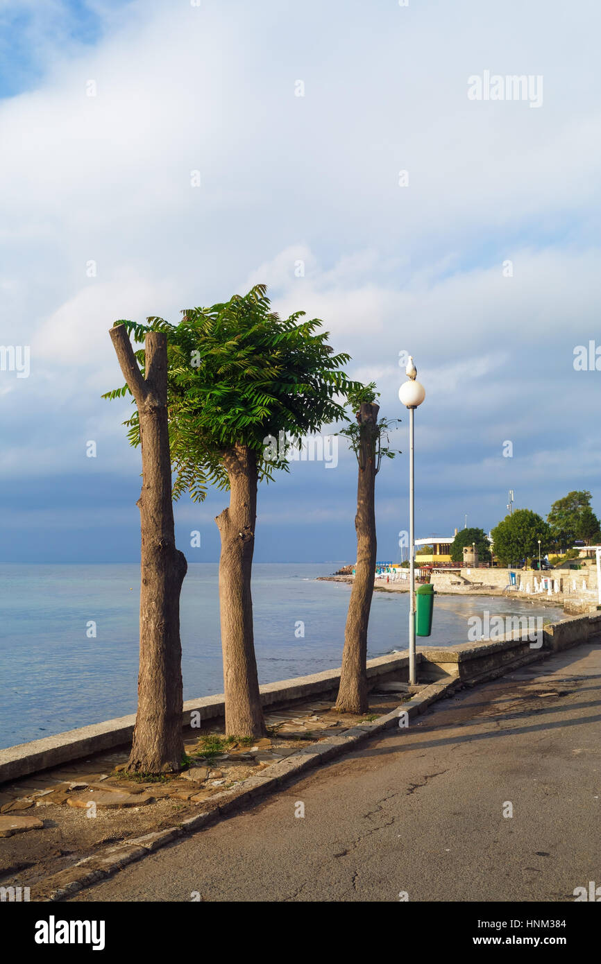 Recorta los árboles a lo largo de la carretera en la antigua ciudad de Nessebar, Bulgaria. Un día soleado de verano. Nesebar es una antigua ciudad en la costa búlgara del Mar Negro. Foto de stock