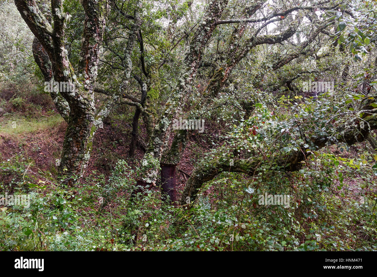 Madera densa, alcornoques en bosque en Andalucía, España. Foto de stock