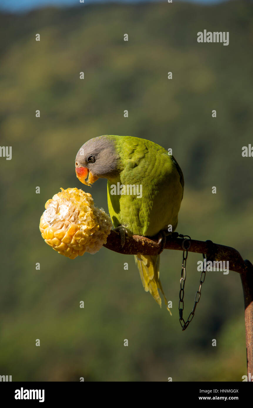 Alimentación de loros verdes cautivos en el maíz Fotografía de stock - Alamy