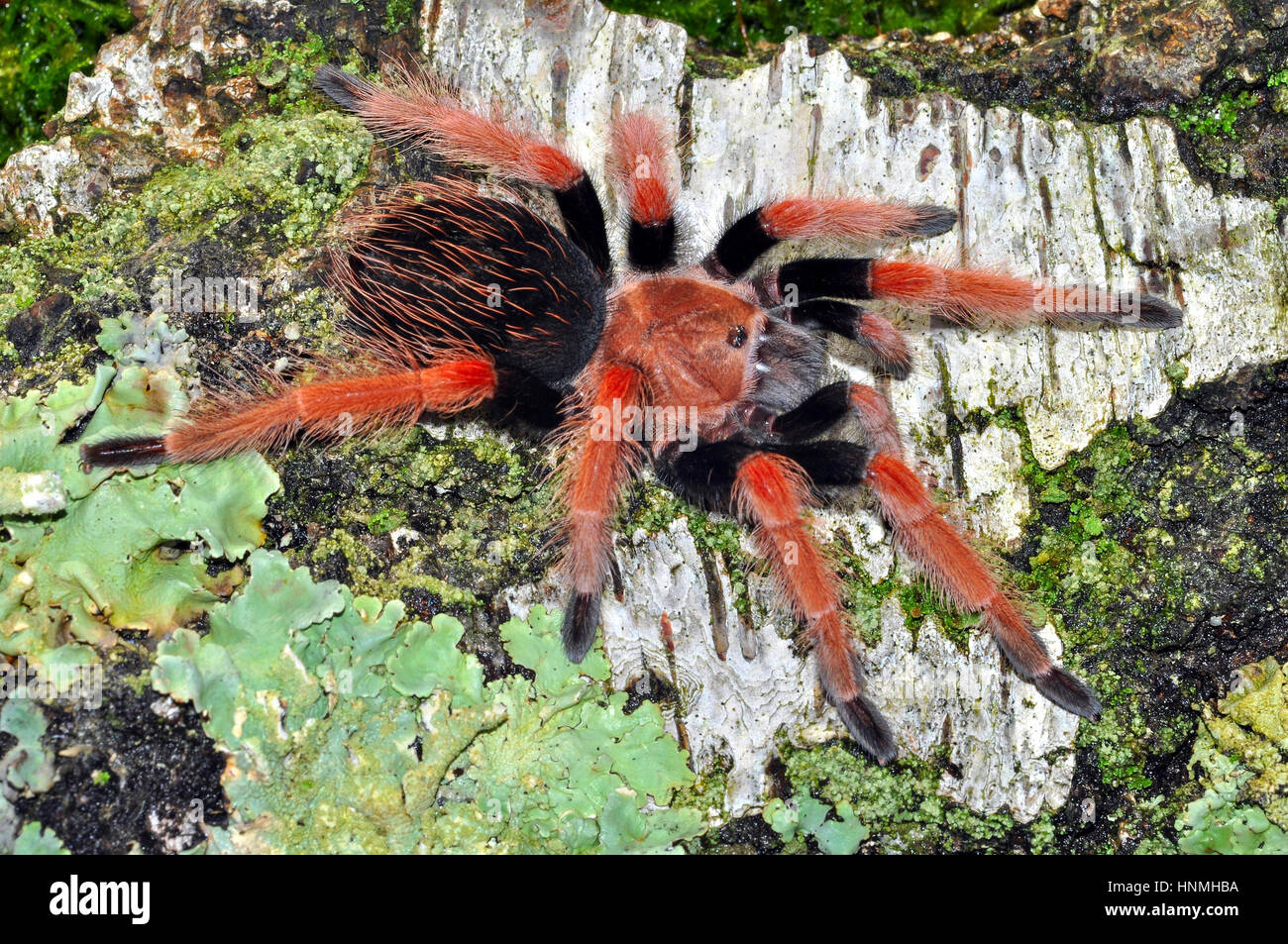 Pierna de fuego mexicano tarantula Brachypelma boehmei (menores de 8 cm) Foto de stock