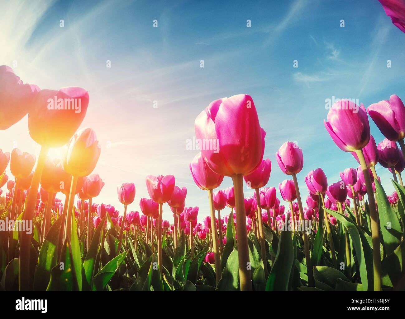 La luz solar a través de un campo de tulipanes rojos. Mundo de belleza. Europa Foto de stock