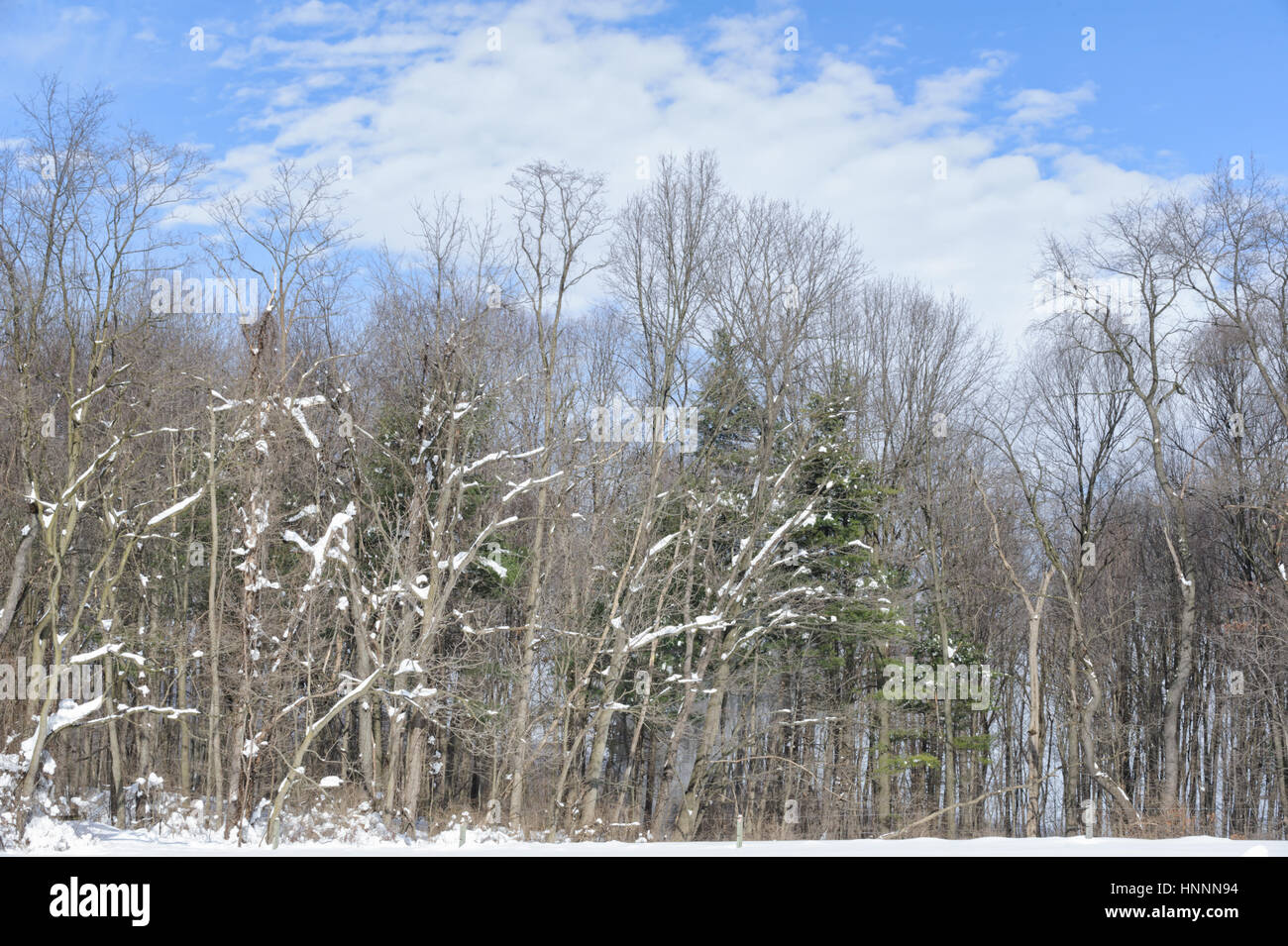 Las ramas de los árboles en invierno, la nieve y la luz del sol bajo un cielo azul, el medio ambiente natural de la imagen de fondo para usar con copia espacio, Pennsylvania, Pensilvania, EE.UU. Foto de stock