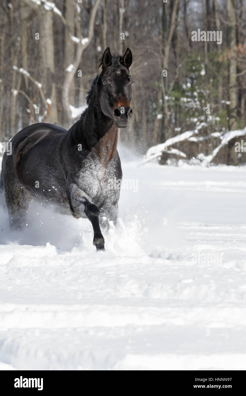 Black Beauty Quarter Horse con una melena negra ejecutando vigorosamente a través de la profunda nieve en polvo, cerca de una línea de árboles en una soleada finca vallada en campo en invierno Foto de stock