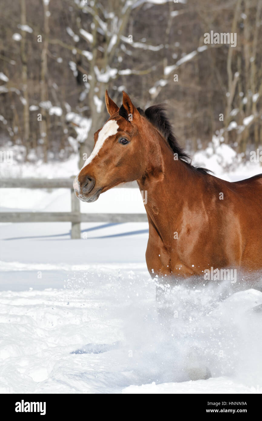 Quarter horse Castaño con una cara blanca y la crin y la cola negro corriendo en nieve polvo profunda en una acorralada, cercados en el campo agrícola, iluminado por el sol, en invierno. Foto de stock