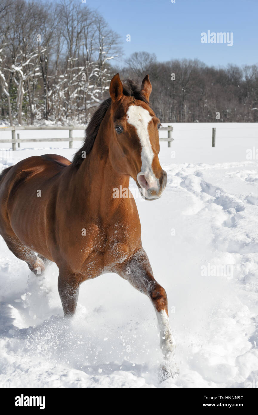 Quarter horse Castaño con una cara blanca y la crin y la cola negro corriendo en nieve polvo profunda en una acorralada, cercados en el campo agrícola, iluminado por el sol, en invierno. Foto de stock