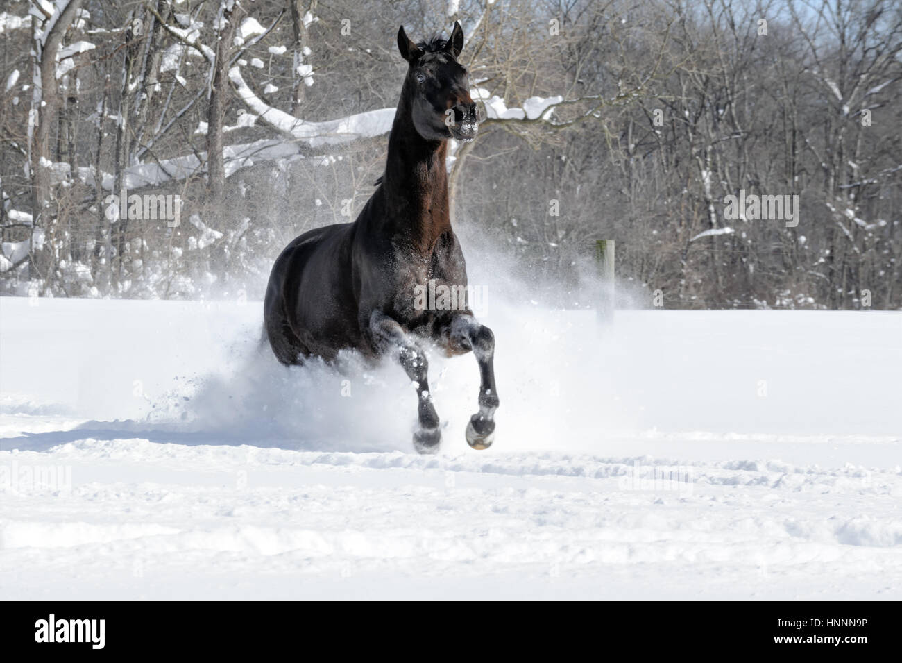 Black Beauty Quarter Horse con una melena negra ejecutando vigorosamente a través de la profunda nieve en polvo, cerca de una línea de árboles en una soleada finca vallada en campo en invierno. Foto de stock