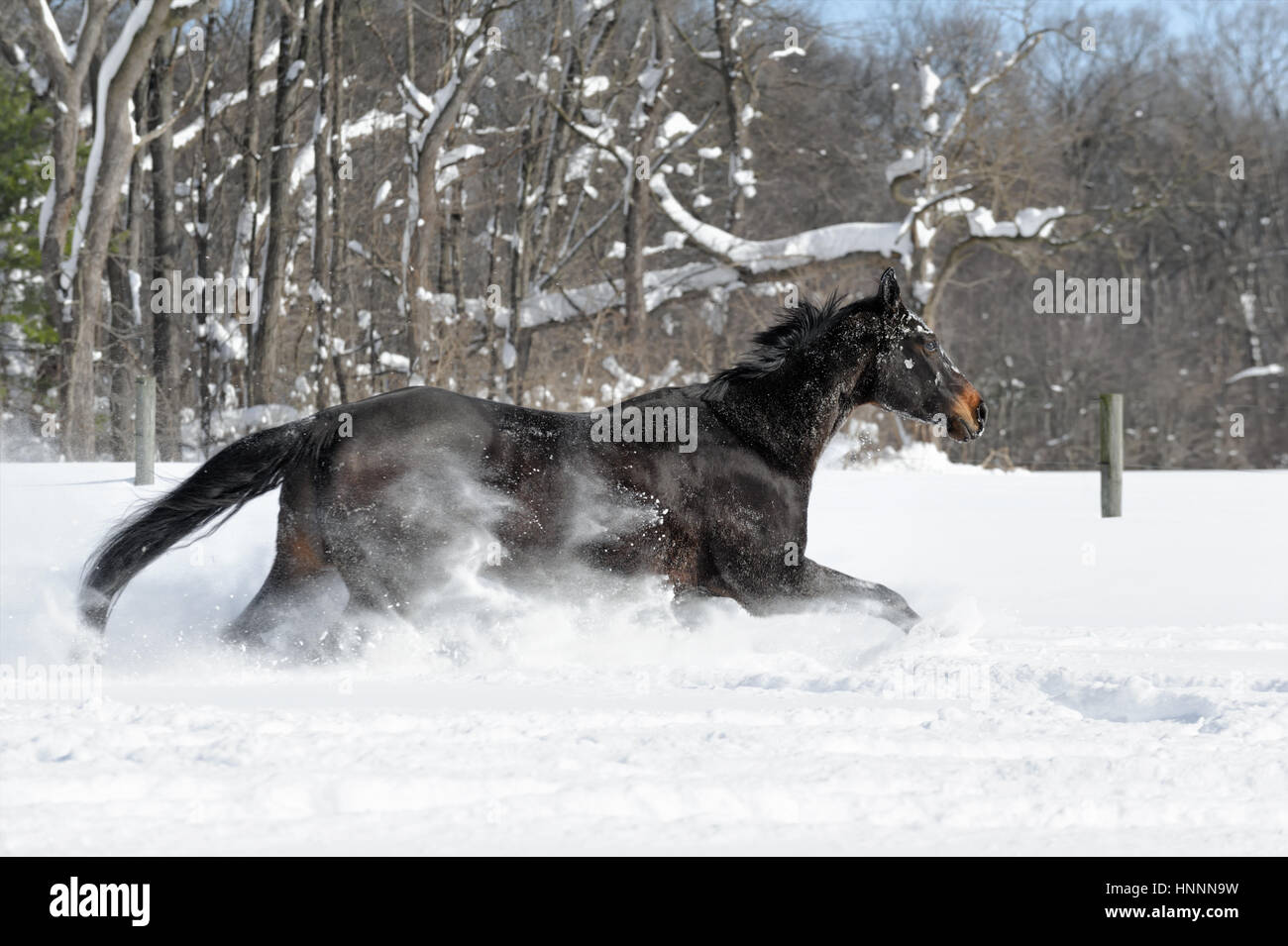 Quarter horse en vista lateral con una melena negra ejecutando vigorosamente a través de la profunda nieve en polvo, cerca de una línea de árboles en una soleada finca vallada en campo en invierno Foto de stock