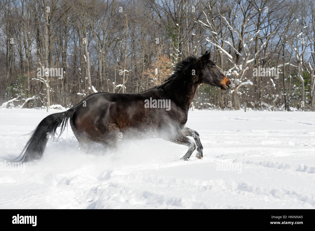 Black Beauty Quarter Horse con una melena negra ejecutando vigorosamente a través de la profunda nieve en polvo, cerca de una línea de árboles en una soleada finca vallada en campo en invierno Foto de stock