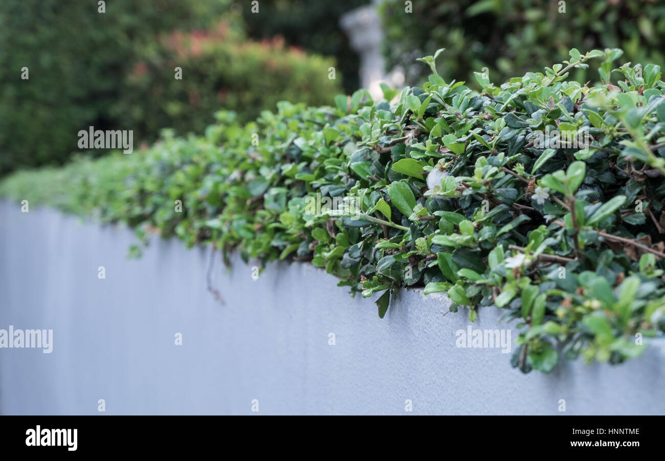 Los arbustos bajos de pared sólida blanca, el enfoque selectivo. Foto de stock