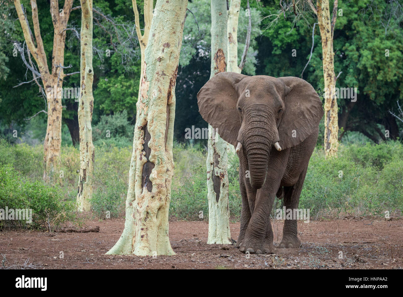 Elefante africano (Loxodonta africana), el Parque Nacional Kruger, República de Sudáfrica. Foto de stock