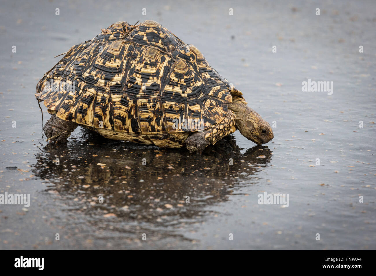 La tortuga leopardo (Geochelone pardalis) en el agua potable, el Parque Nacional Kruger, Sudáfrica Foto de stock