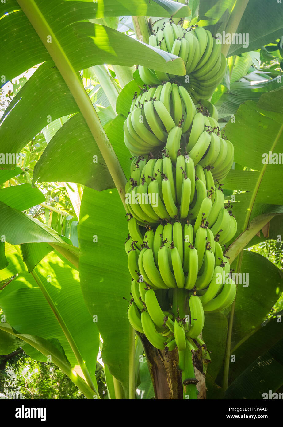 Primer plano del racimo de banano Cavendish gigante en la plantación, Taveta, Kenia Foto de stock
