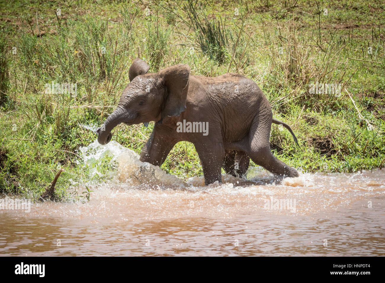 Elefante africano (Loxodonta africana), el Parque Nacional Kruger, República de Sudáfrica. Foto de stock