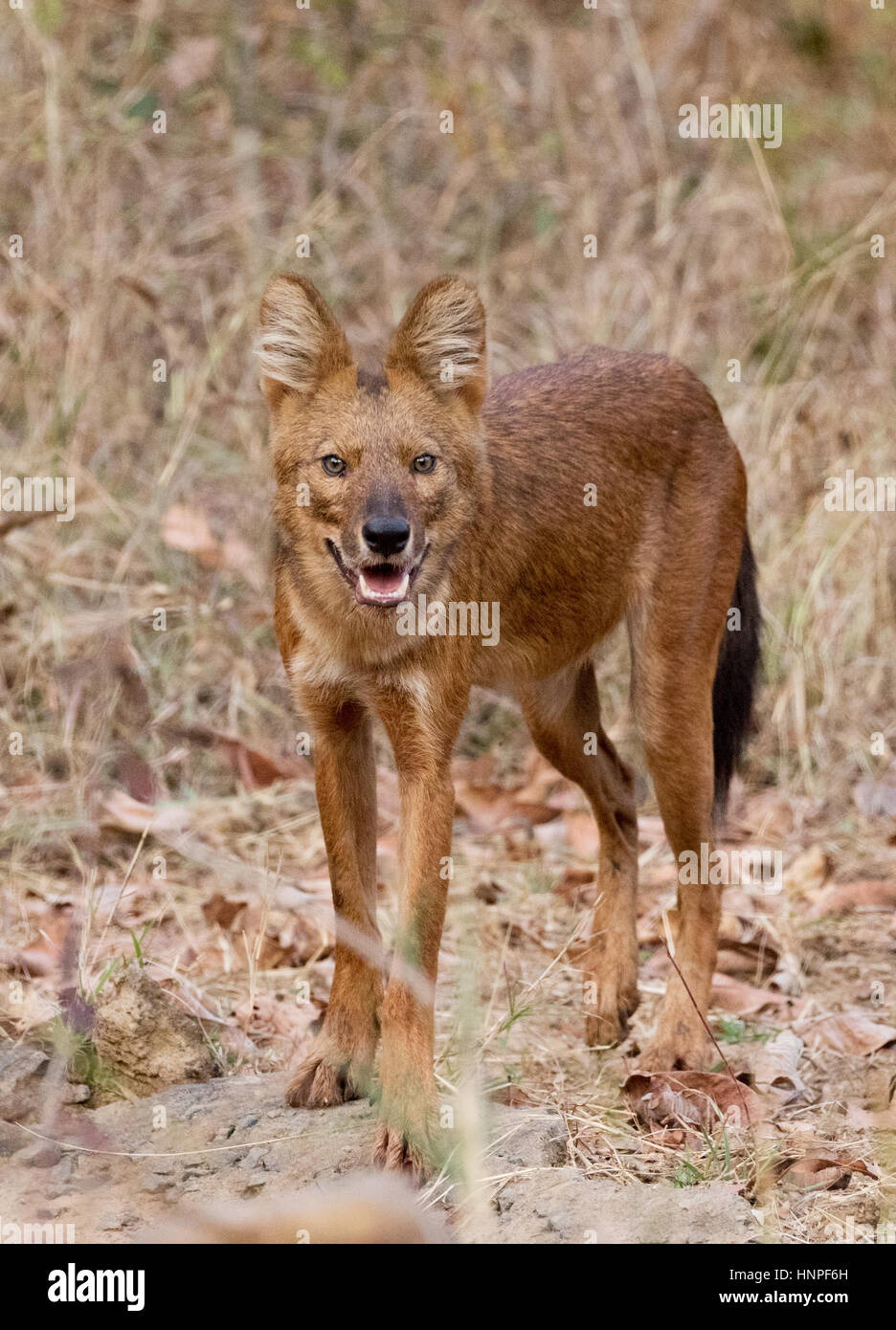 Adulto o perro salvaje indio, Dhole ( Cuon alpinus ), también conocido como el perro salvaje asiático, Tadoba National Park, India Foto de stock