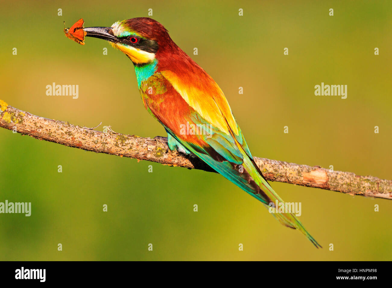 Ave color arcoiris con mariposa amarilla de insectos, aves tropicales, hermosas aves, desierto, hermosos Foto de stock