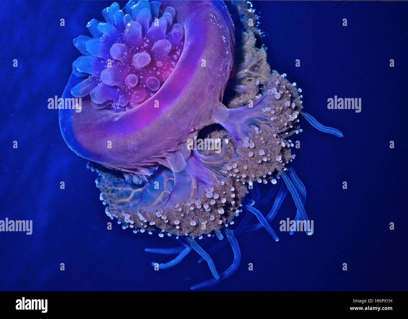 La corona medusas (Netrostoma setouchianum) tiene una ranura profunda corriendo el paraguas: de ahí el nombre común. Tentáculos debajo. Mar Rojo. Foto de stock