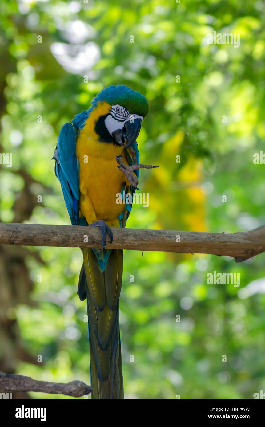 Guacamayo azul y amarillo Foto de stock