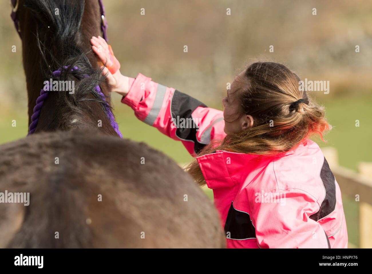 Adolescente grooming su caballo. Yorkshire, Reino Unido. Foto de stock