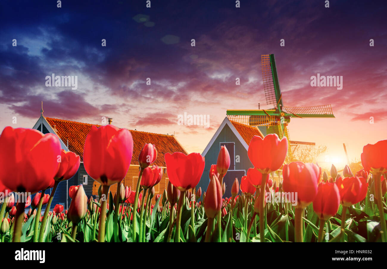 Paisaje mágico de tulipanes y molinos de viento en los Países Bajos Foto de stock