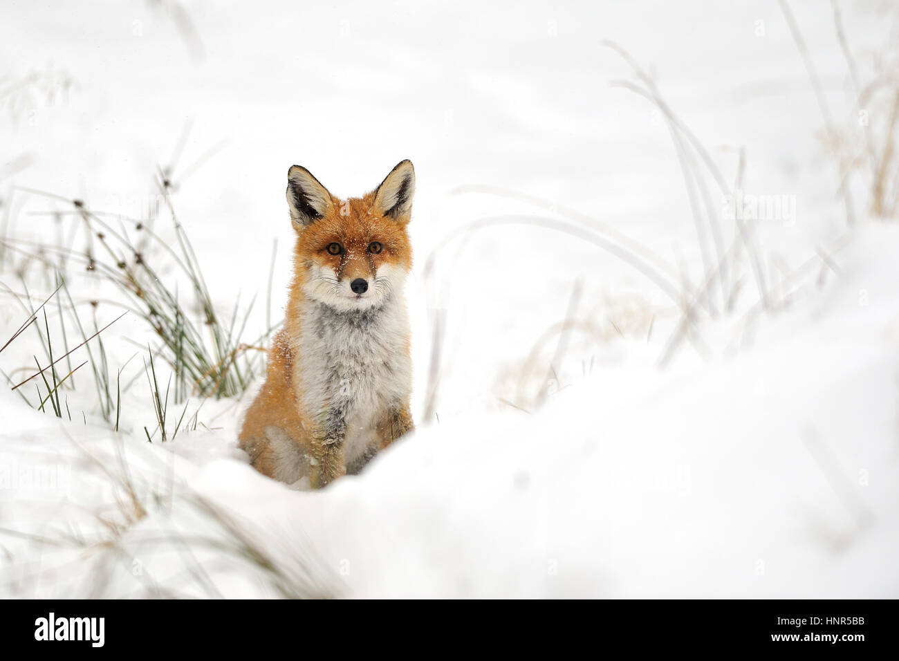 Zorro Rojo en el invierno sobre terreno nevado Foto de stock