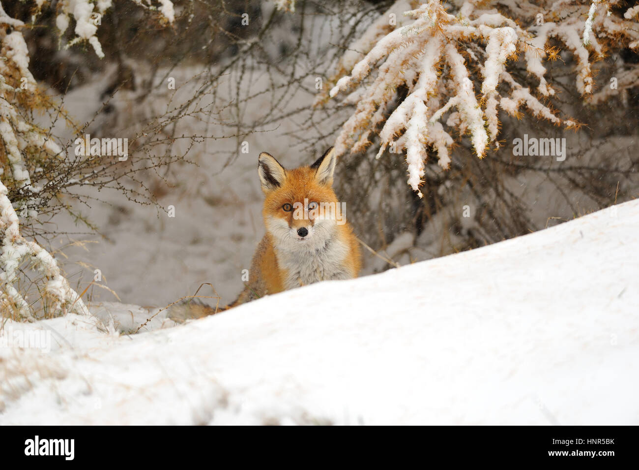 Zorro Rojo en el invierno sobre terreno nevado bellow alerce Foto de stock