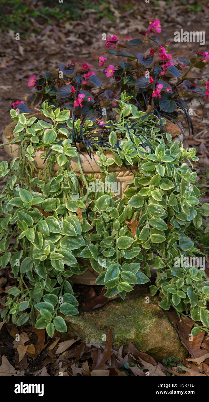 Dorotheanthus bellidiformis Mezoo Trailing rojo- Livingstone daisy Foto de stock
