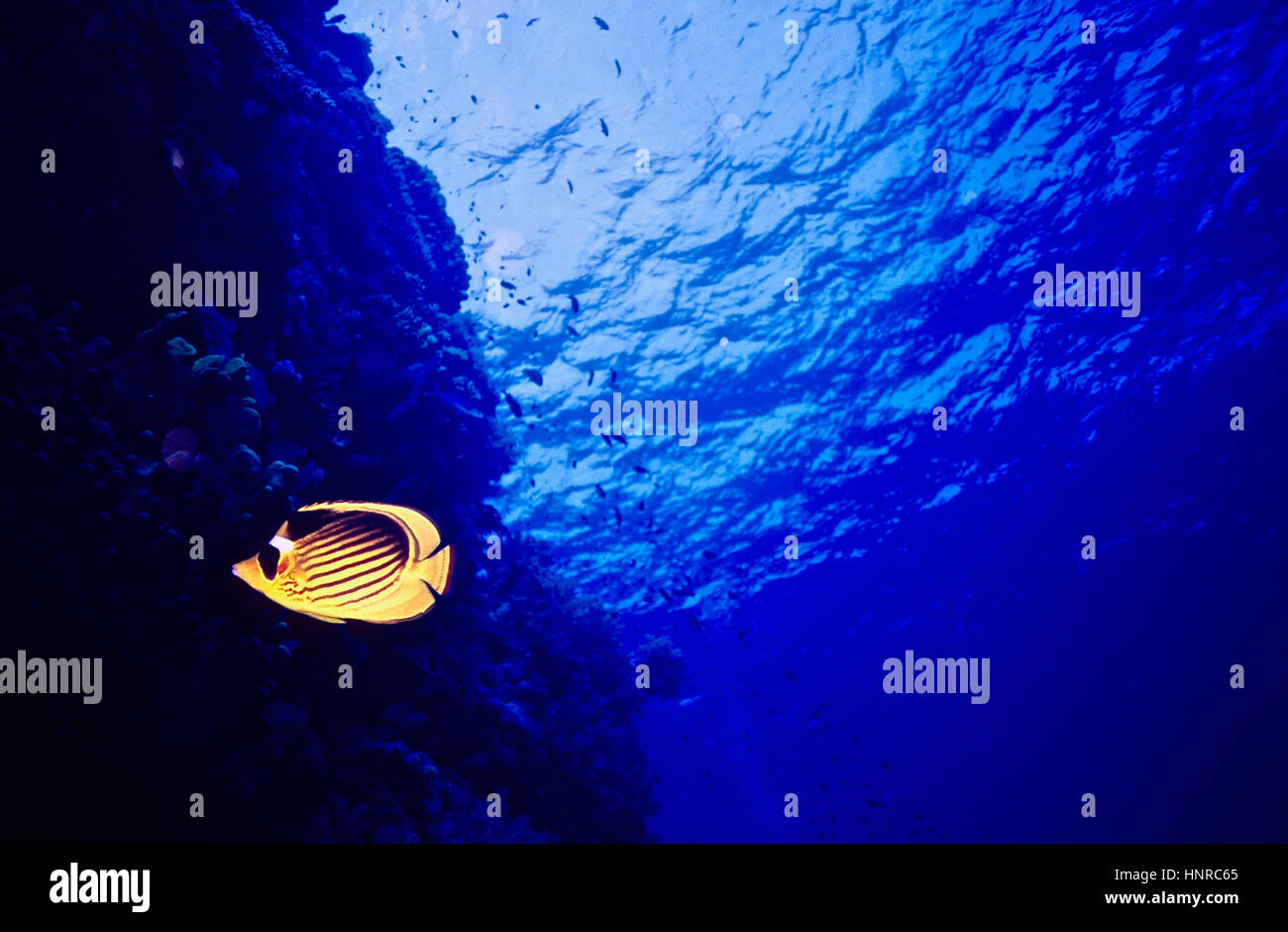 Un solitario butterflyfish seccionado (Chaetodon fasciatus) yendo rápidamente hacia una pared de arrecifes de coral, para evitar la depredación en aguas abiertas. Mar Rojo de Egipto. Foto de stock