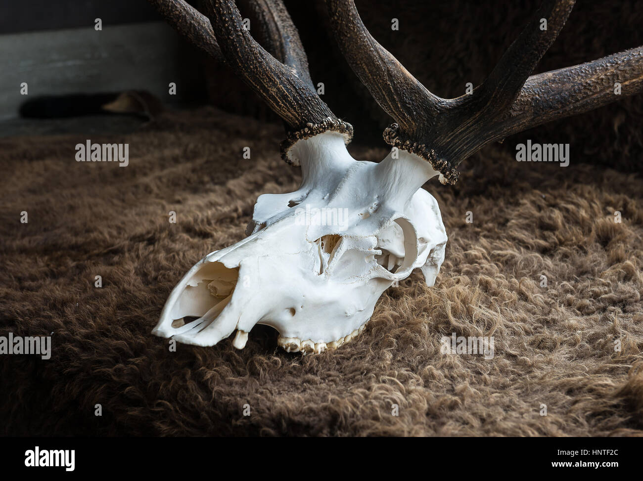 Elk cráneo en el museo para la educación Foto de stock