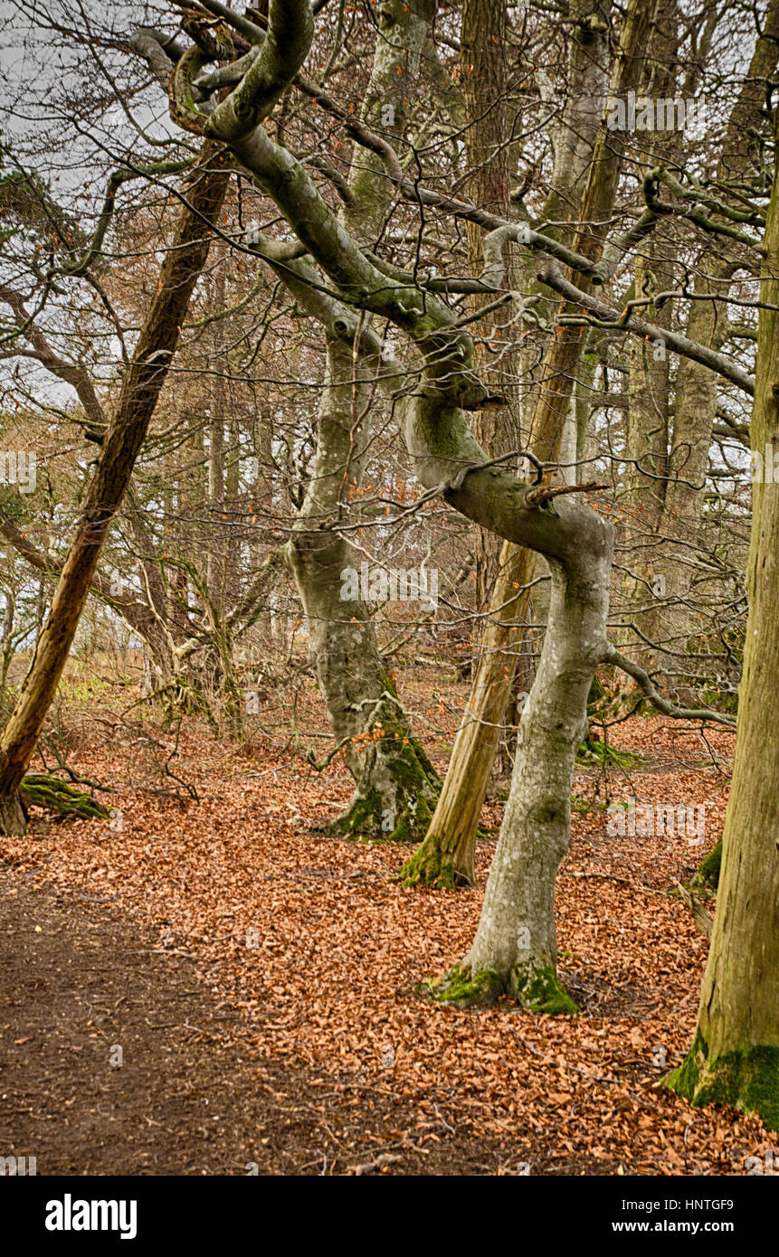 Árboles retorcidos en el bosque. Foto de stock