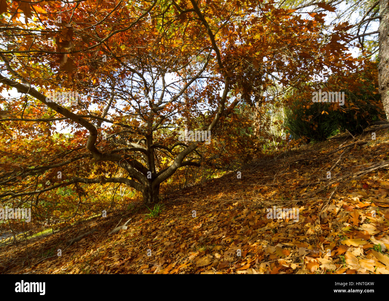 Bosque de otoño en el Jardín Botánico Mount Lofty, Adelaide, Australia del Sur, Australia. Foto de stock