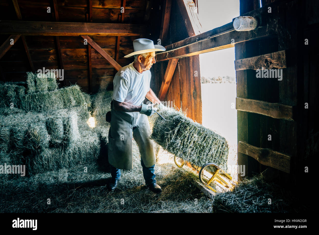 Agricultor caucásico en establo tirando bala de heno Foto de stock